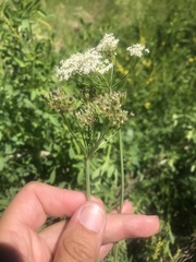 Perideridia parishii