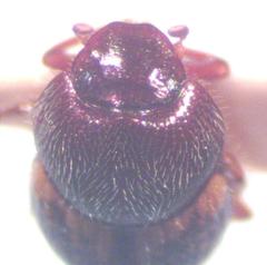 Onthophagus hoepfneri