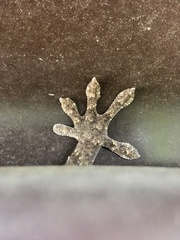 Gekko japonicus