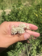 Perideridia parishii