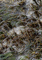 Zostera muelleri