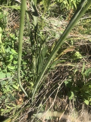 Perideridia parishii