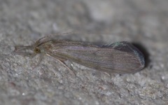 Oecetis ochracea