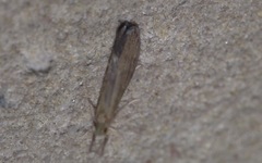 Oecetis ochracea
