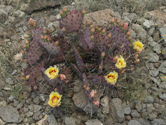 Opuntia azurea diplopurpurea