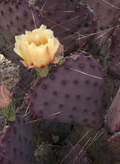 Opuntia azurea diplopurpurea