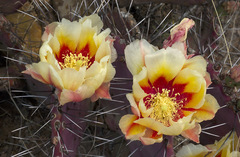 Opuntia azurea diplopurpurea