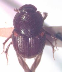 Onthophagus landolti
