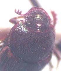 Onthophagus landolti