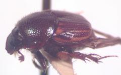 Onthophagus landolti