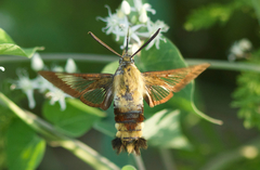 Hemaris radians