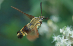 Hemaris radians