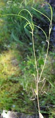 Borodinia missouriensis