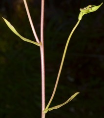 Borodinia missouriensis