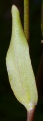 Borodinia missouriensis