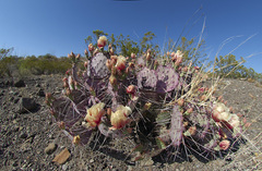 Opuntia azurea diplopurpurea