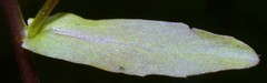 Borodinia missouriensis