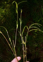 Borodinia missouriensis