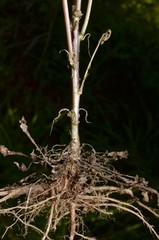 Borodinia missouriensis