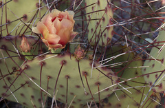 Opuntia azurea diplopurpurea