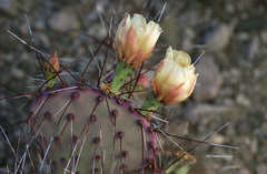 Opuntia azurea diplopurpurea