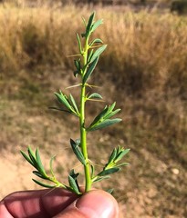 Sclerolaena muricata