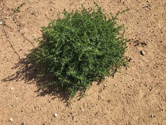 Sclerolaena muricata