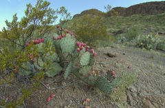 Opuntia azurea diplopurpurea
