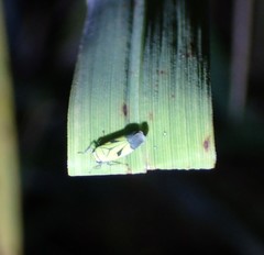Nephotettix nigropictus