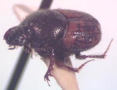 Onthophagus hoepfneri