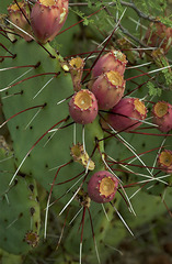 Opuntia azurea diplopurpurea