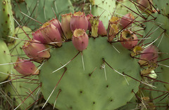 Opuntia azurea diplopurpurea