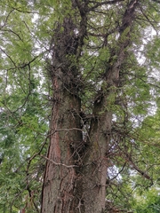 Gleditsia triacanthos