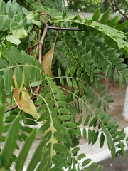 Gleditsia triacanthos