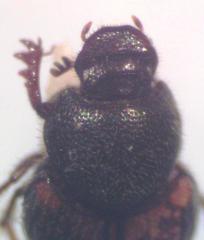 Onthophagus hoepfneri