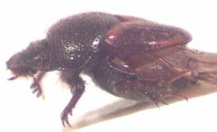 Onthophagus hoepfneri