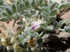 Astragalus subvestitus