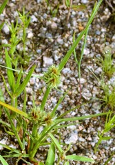 Cyperus squarrosus