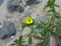 Potentilla tobolensis