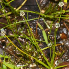 Eriocaulon koernickianum