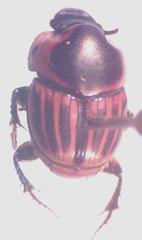 Onthophagus marginicollis