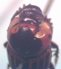 Onthophagus marginicollis