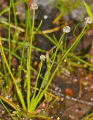 Eriocaulon koernickianum