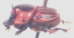 Onthophagus marginicollis