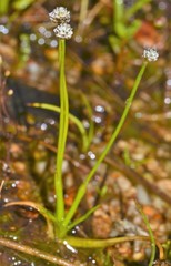 Eriocaulon koernickianum
