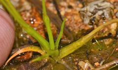 Eriocaulon koernickianum