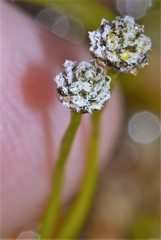 Eriocaulon koernickianum