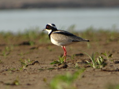 Vanellus cayanus