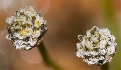 Eriocaulon koernickianum