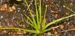 Eriocaulon koernickianum
